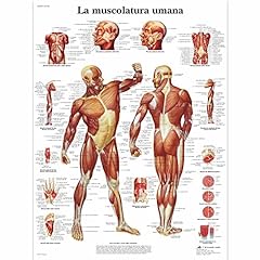 Scientific poster muscolatura usato  Spedito ovunque in Italia 