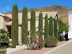 Italian cypress tree for sale  Delivered anywhere in USA 