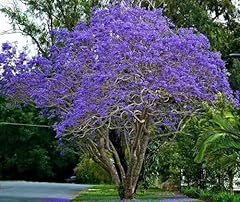 Jacaranda mimosifolia albero usato  Spedito ovunque in Italia 