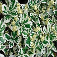 Euonymus fortunei emerald for sale  Delivered anywhere in UK