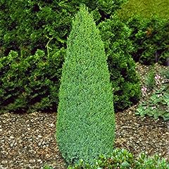 Juniperus communis compressa for sale  Delivered anywhere in UK