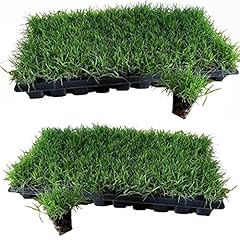 Tahoma bermuda grass for sale  Delivered anywhere in USA 