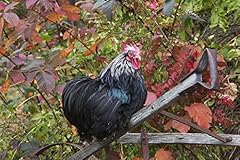 Bantam black cochin for sale  Delivered anywhere in USA 