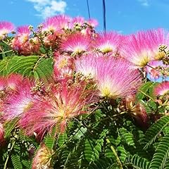 Mimosa silk tree for sale  Delivered anywhere in USA 