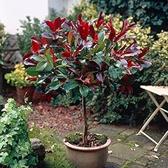Yougarden photinia little for sale  Delivered anywhere in UK