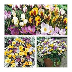 Crocus species mixed for sale  Delivered anywhere in UK