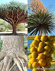 Dragon blood tree for sale  Delivered anywhere in USA 