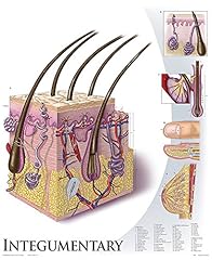 Integumentary system wall for sale  Delivered anywhere in USA 