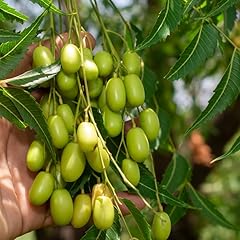 Neem tree live for sale  Delivered anywhere in USA 