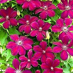 Clematis rouge cardinal for sale  Delivered anywhere in UK