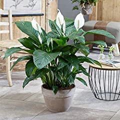 Spathiphyllum peace lily for sale  Delivered anywhere in UK