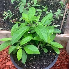 Longevity spinach plants for sale  Delivered anywhere in USA 