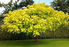 Indian bean tree for sale  Delivered anywhere in UK
