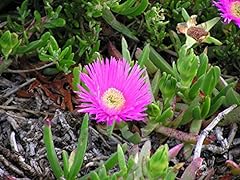 Carpobrotus edulis the usato  Spedito ovunque in Italia 