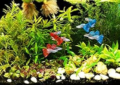 Zoomeister pflanzen set gebraucht kaufen  Wird an jeden Ort in Deutschland