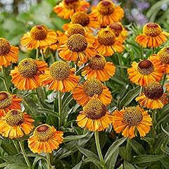 Helenium short sassy for sale  Delivered anywhere in UK