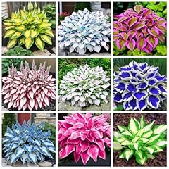 Hosta samen mischung gebraucht kaufen  Wird an jeden Ort in Deutschland