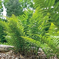 Lady fern rhizoms for sale  Delivered anywhere in USA 