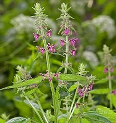 Wald ziest stachys gebraucht kaufen  Wird an jeden Ort in Deutschland