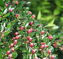 Cotoneaster horizontalis tree for sale  Delivered anywhere in USA 