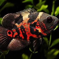 Red tiger oscar for sale  Delivered anywhere in USA 