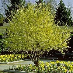 Cornus mas cornelian for sale  Delivered anywhere in USA 