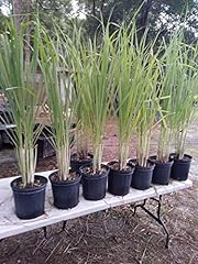 Lemongrass live plants for sale  Delivered anywhere in USA 