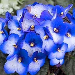 African violets live for sale  Delivered anywhere in USA 