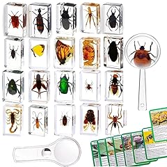 Pcs insekten harz gebraucht kaufen  Wird an jeden Ort in Deutschland
