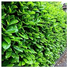 Cherry laurel fast for sale  Delivered anywhere in UK