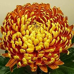 Chrysanthemum dendranthema all for sale  Delivered anywhere in UK