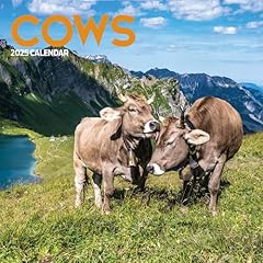 Cows 2025 calendar for sale  Delivered anywhere in UK
