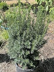 Hicks yew for sale  Delivered anywhere in USA 
