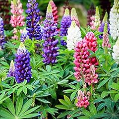 Lupine large leaved gebraucht kaufen  Wird an jeden Ort in Deutschland