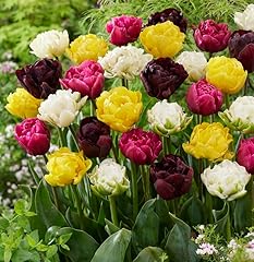 Gefüllte tulpenmischung zum gebraucht kaufen  Wird an jeden Ort in Deutschland