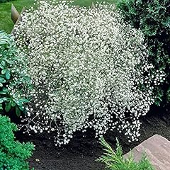 Gypsophila paniculata baby for sale  Delivered anywhere in Ireland