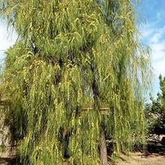 Acacia stenophylla seeds for sale  Delivered anywhere in USA 