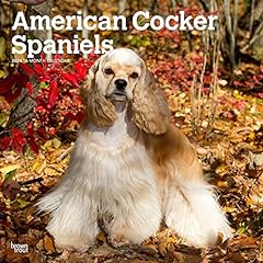 American cocker spaniels for sale  Delivered anywhere in USA 