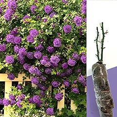 Gorgeous fragrant purple for sale  Delivered anywhere in UK