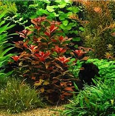 Ludwigia repens rubin d'occasion  Livré partout en France