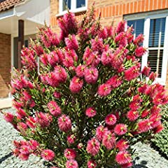 Used, You Garden - Callistemon Bottlebrush Plant 30cm Tall for sale  Delivered anywhere in UK