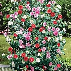 Camellia tricolour beautiful for sale  Delivered anywhere in UK