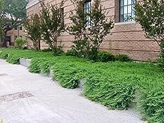 Juniper blue pacific for sale  Delivered anywhere in USA 