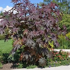 Plant seeds ricinus for sale  Delivered anywhere in UK