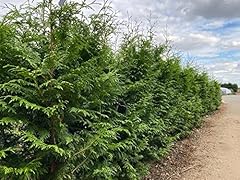 Thuja plicata gelderland for sale  Delivered anywhere in Ireland