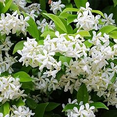 Star jasmine extra for sale  Delivered anywhere in USA 