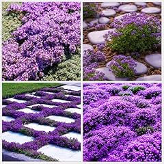 21000 creeping thyme for sale  Delivered anywhere in USA 