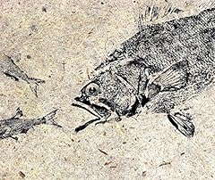 Largemouth bass gyotaku for sale  Delivered anywhere in USA 