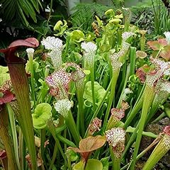 Sarracenia pitcher plant for sale  Delivered anywhere in UK