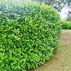 Cherry laurel hedging for sale  Delivered anywhere in UK